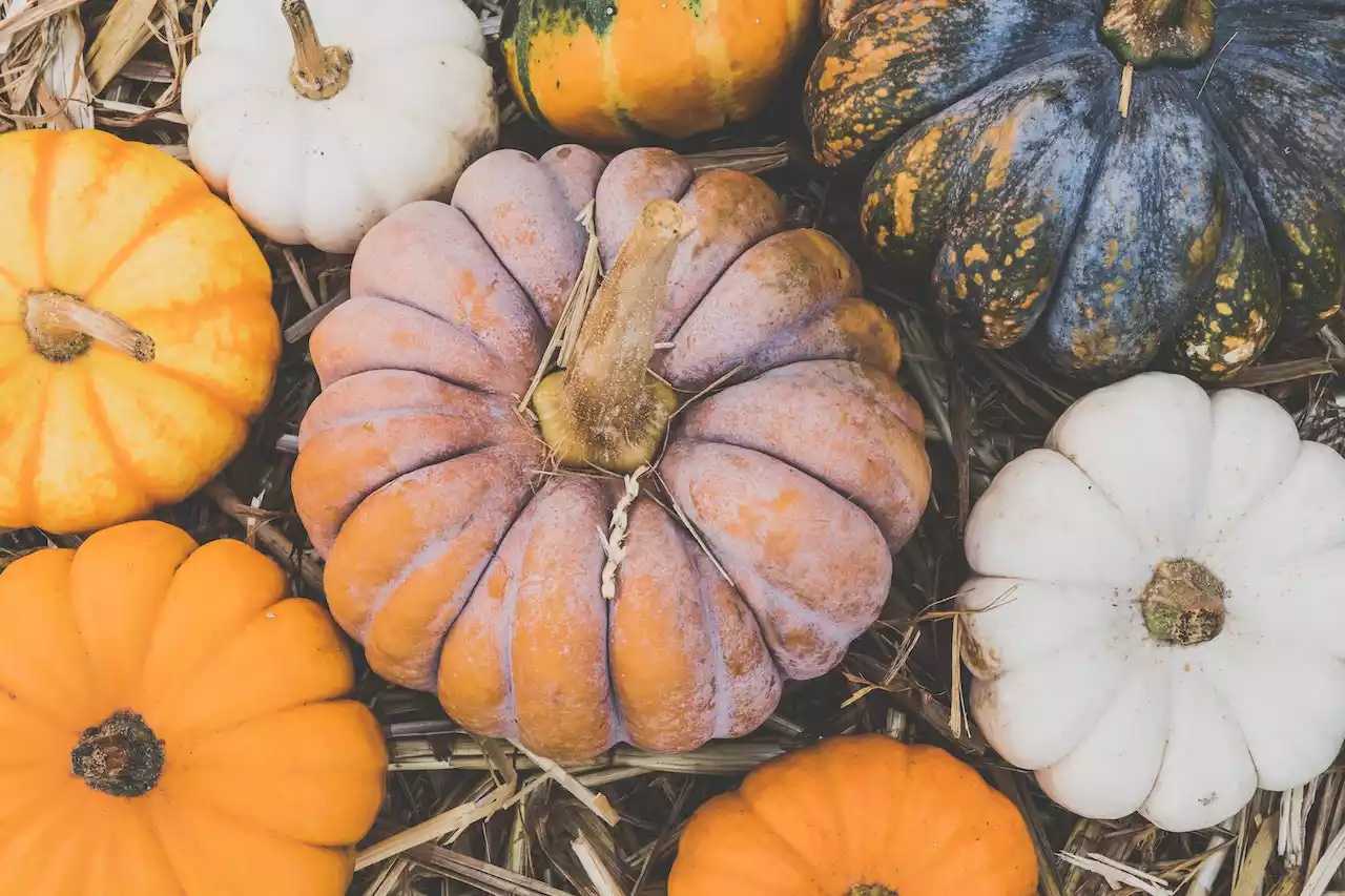 Casa de Retiro el Mirador | Fall Activities for Seniors: Embracing the Autumn Season