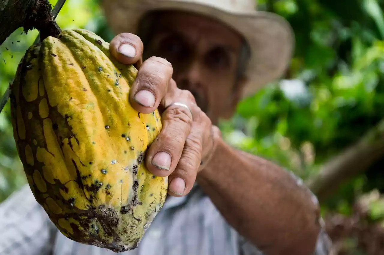 picking fruit